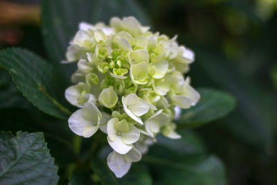 Close-up of white flowering plant