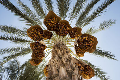 Low angle view of date palm trees growing against clear sky