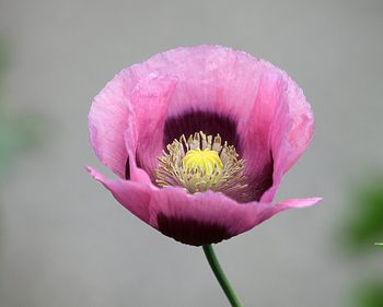 Close-up of pink flower blooming outdoors