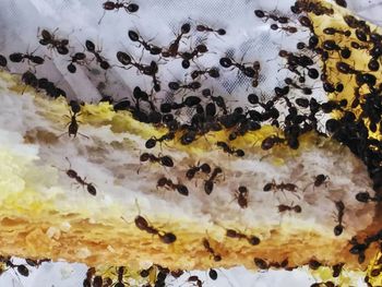 Close-up of plant against white background