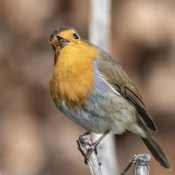 Close-up of bird perching on branch