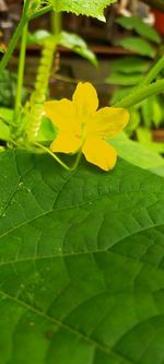 Close-up of yellow flowering plant leaves