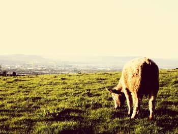 Horse grazing in a field