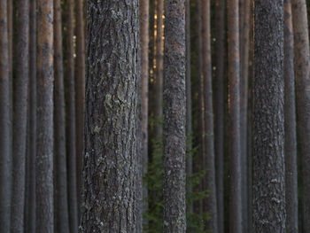 Close-up of bamboo trees in forest