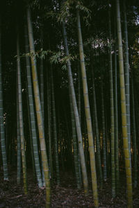 Bamboo plants growing on field