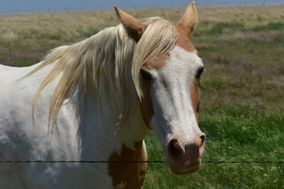 Close-up of a horse in field