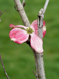 Close-up of pink flowering plant