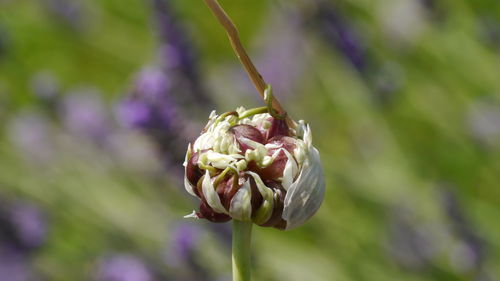 Close-up of flower against blurred background