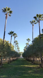 Plants and trees against clear sky