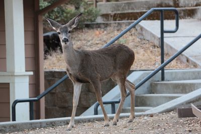 Portrait of deer