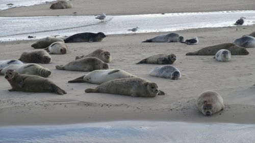 A group of lying seal