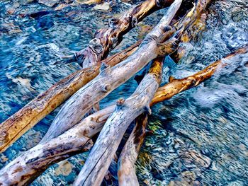 High angle view of driftwood on tree trunk