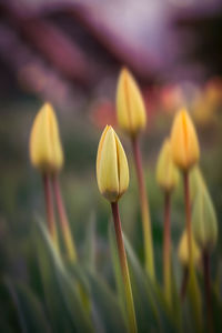 Close-up of purple crocus flowers