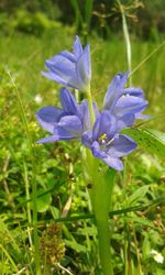 Close-up of purple iris blooming outdoors