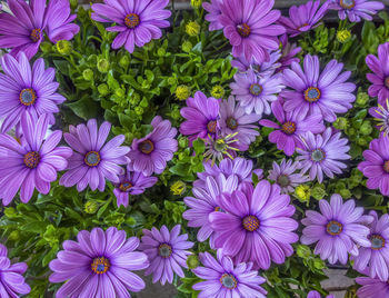 High angle view of purple flowering plants