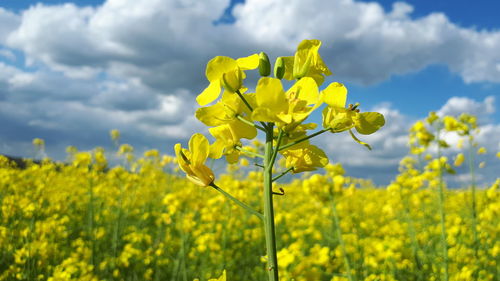 Yellow flowering plants growing on field against sky
