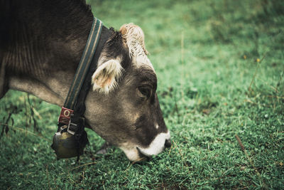 View of a horse on field