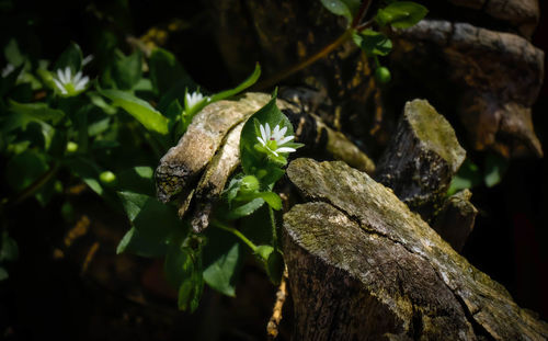 Close-up of leaf on tree