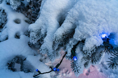 Close-up of snow covered trees