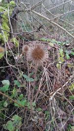 Close-up of dandelion