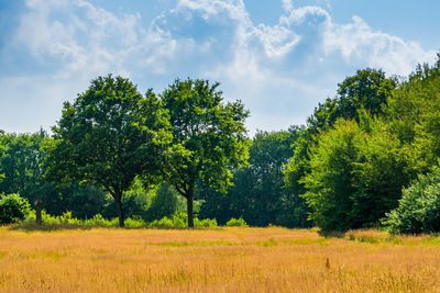 Trees on field against sky