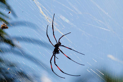 Close-up of spider on web