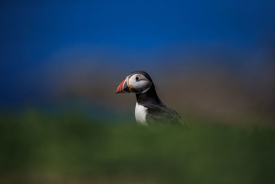 Puffin on field