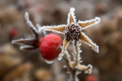 Close-up of frozen plant