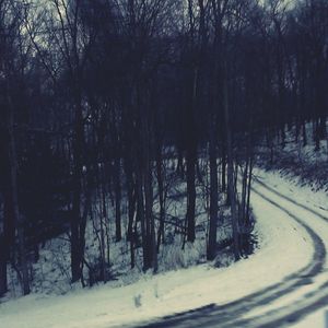 Trees in forest during winter