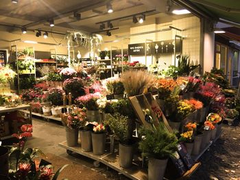 View of flowering plants at store