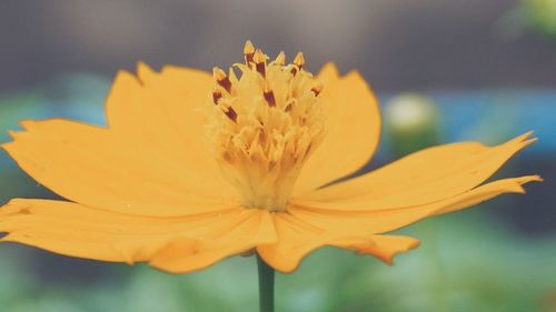 Close-up of yellow flower