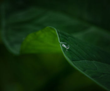 Close-up of raindrops on green leaves