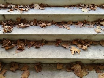 High angle view of dry leaves on metal wall