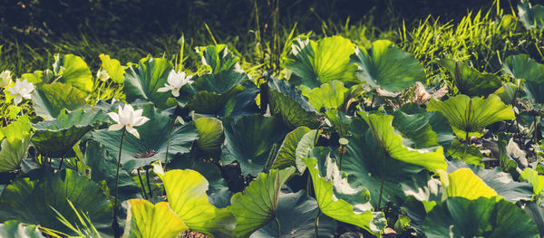 Close-up of flowering plants and leaves on field