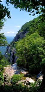 Scenic view of river amidst trees in forest against sky