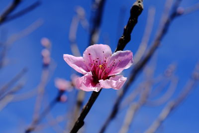 Close-up of pink cherry blossom