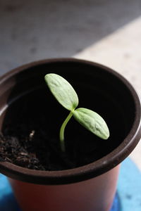 High angle view of small potted plant in pot
