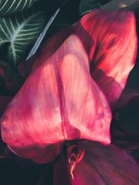 Close-up of red flower