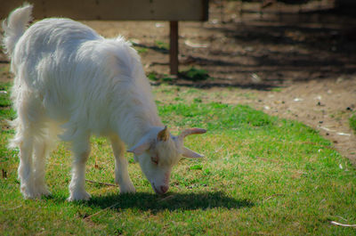 White horse in a field