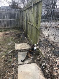 Cat looking through fence
