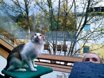 Cat looking away while sitting on plant against trees