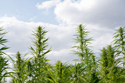 Close-up of crops growing on field against sky