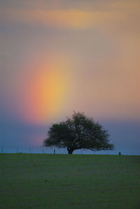 Silhouette trees on field against sky during sunset