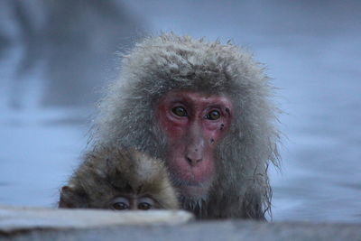 Portrait of monkey on snow