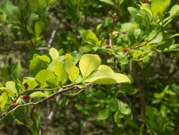 Close-up of green leaves on plant