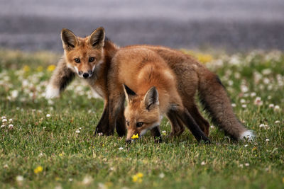 A pair of young red foxes foraging for food, vulpes vulpes