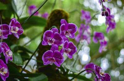 Close-up of purple flowering plants