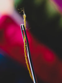 Close-up of red flower