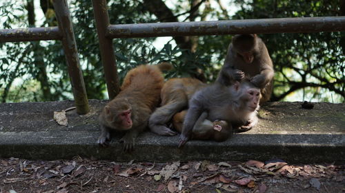 Close-up of monkeys