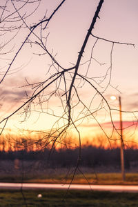 Close-up of tree against sunset sky